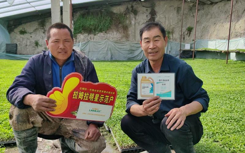 新疆22团3连辣椒苗期用翠姆根碧多+微生物菌剂,白根